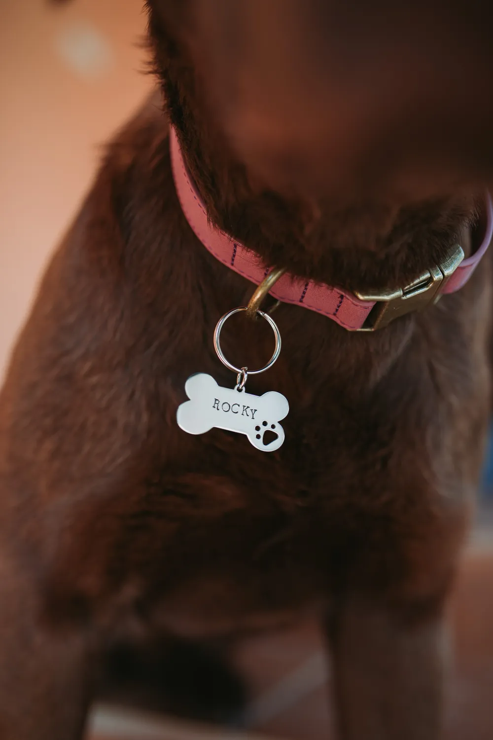 Štítok pre psa/mačku s ručne vyrazeným textom podľa vášho želania (kópia)